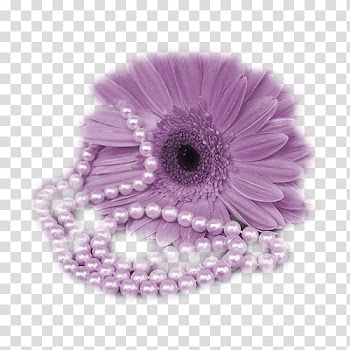 Purple Chrysanthemum, Purple chrysanthemum transparent background PNG clipart