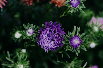 Purple Chrysanthemums Closeup Photography