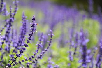 Purple Cluster Flower Photo