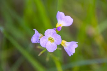 Purple Cluster Flowers Selective-focus Photography