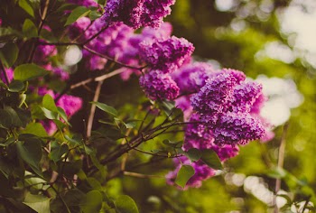 Purple Cluster Petaled Flower Focus Photography