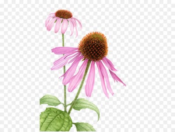 Purple coneflower Watercolor: Flowers Watercolor Landscape Watercolor painting - painting 