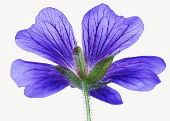 Purple Cranesbill flower collage element | Free PSD - rawpixel