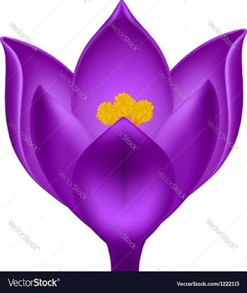  					Purple crocus vector image														