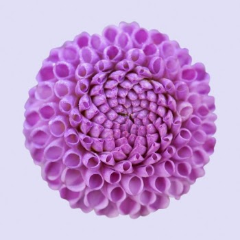Purple dahlia, flower collage element | Free PSD - rawpixel
