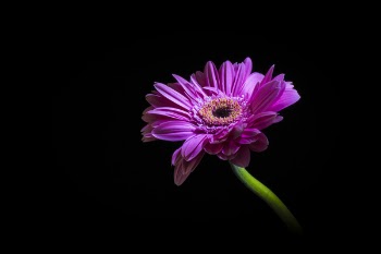 Purple daisy