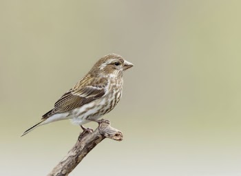 Purple finch bird. Free public | Free Photo - rawpixel