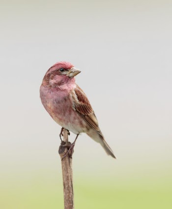 Purple finch bird. Free public | Free Photo - rawpixel