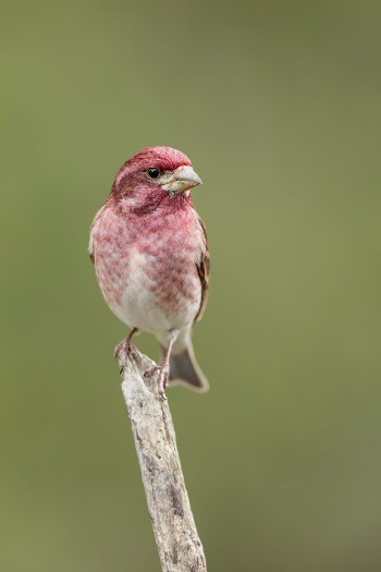 Purple finch bird. Free public | Free Photo - rawpixel