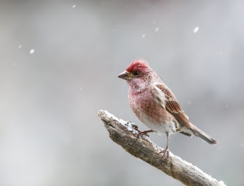 Purple finch bird. Free public | Free Photo - rawpixel