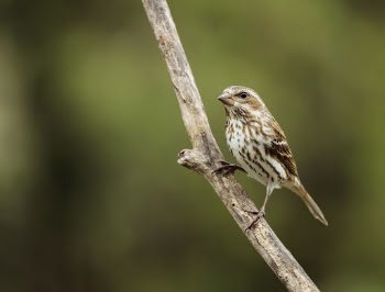 Purple finch, female bird. Free | Free Photo - rawpixel