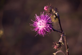 Purple Flower
