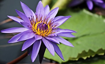 Purple Flower