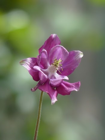 Purple Flower