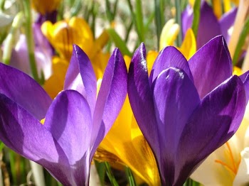 Purple Flower and Yellow Flower during Daytime in Close Photography