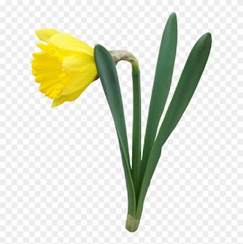 Purple Flower Border Clip Art - Daffodil Transparent Background
