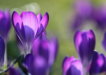 Purple Flower Buds in Field
