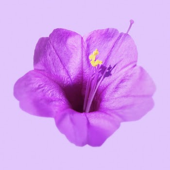 Purple flower clipart, Colorado four | Free PSD - rawpixel