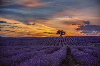 Purple Flower Field during Sunset