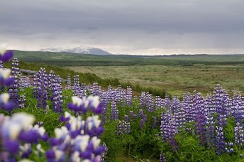 purple flower fields under white clouds during daytime