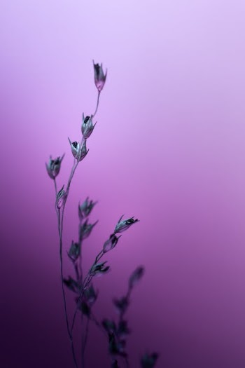Purple Flower in Close Up Photography · Free Stock Photo