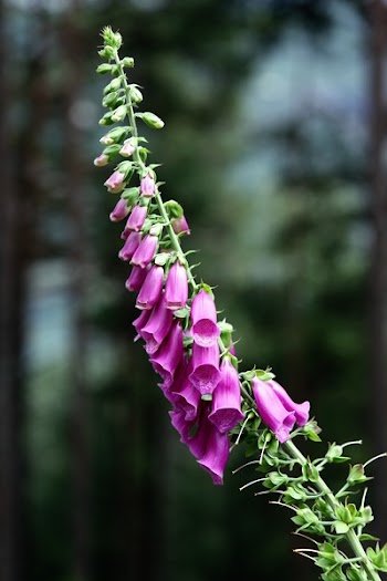 Purple Flower Plant