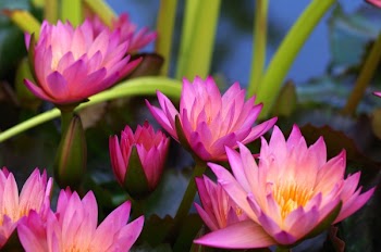 Purple Flower Plants After Dark