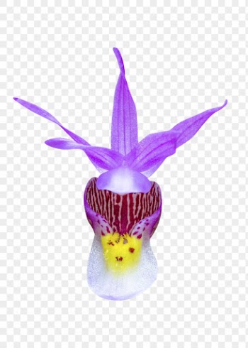 Purple flower png, calypso orchid | Free PNG - rawpixel
