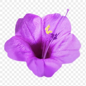 Purple flower png, Colorado four | Free PNG - rawpixel