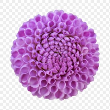 Purple flower png, dahlia collage | Free PNG - rawpixel