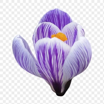 Purple flower png, pickwick crocus | Free PNG - rawpixel