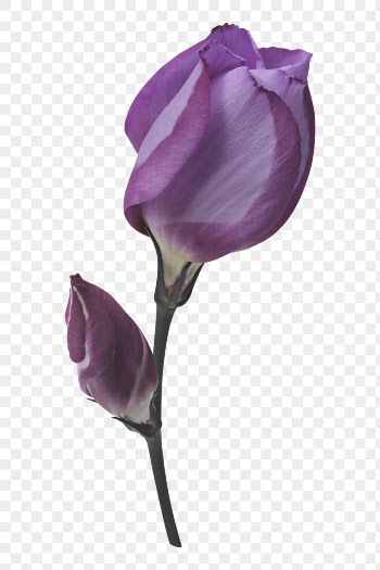 Purple flower PNG, sweet pea | Free PNG - rawpixel