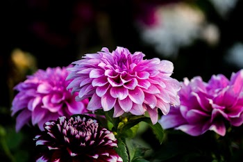 Purple Flower Wallpaper