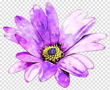 Purple Flower Watercolor painting, Purple daisies transparent background PNG clipart