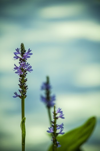 Purple Flowering Plant in Close Up