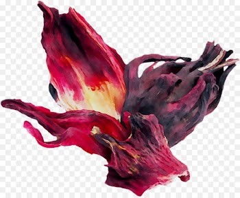 Purple Flowering plant Plants -  