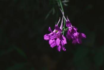 Purple Flowers
