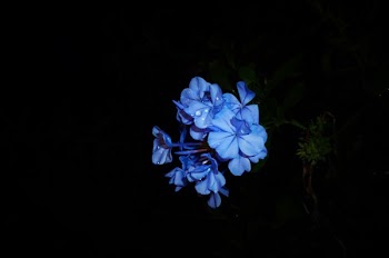 Purple Flowers