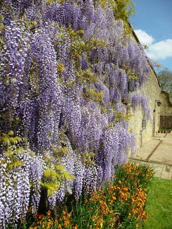 Purple Flowers