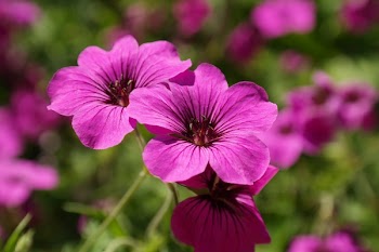 Purple Flowers