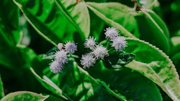 Purple Flowers