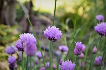 Purple Flowers