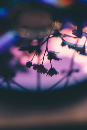 purple flowers