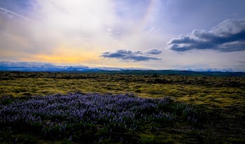 Purple Flowers Field