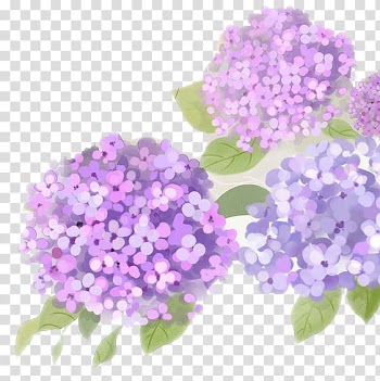 Purple flowers , French hydrangea Flower Purple, Antique Hydrangea transparent background PNG clipart