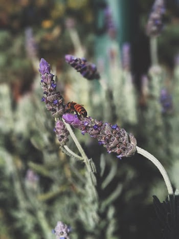 Purple Flowers In Bloom