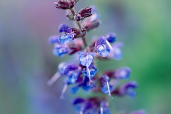 Purple Flowers in Bloom