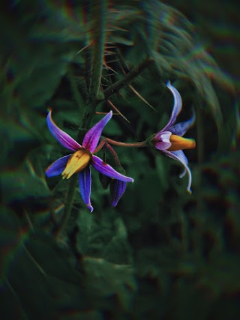 Purple Flowers in Bloom