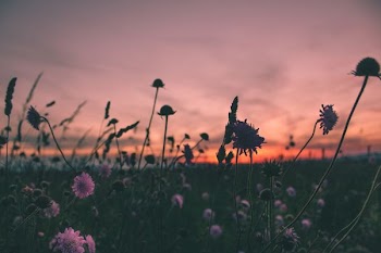 purple flowers in bloom during golden hour