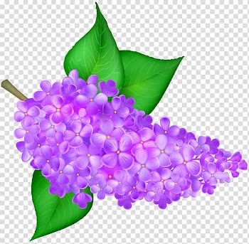 Purple flowers , Lilac Flower , Lilac Flower transparent background PNG clipart